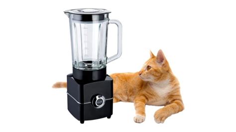 cat blender full video|'I want to vomit and cry': Disturbing video of cat in a .